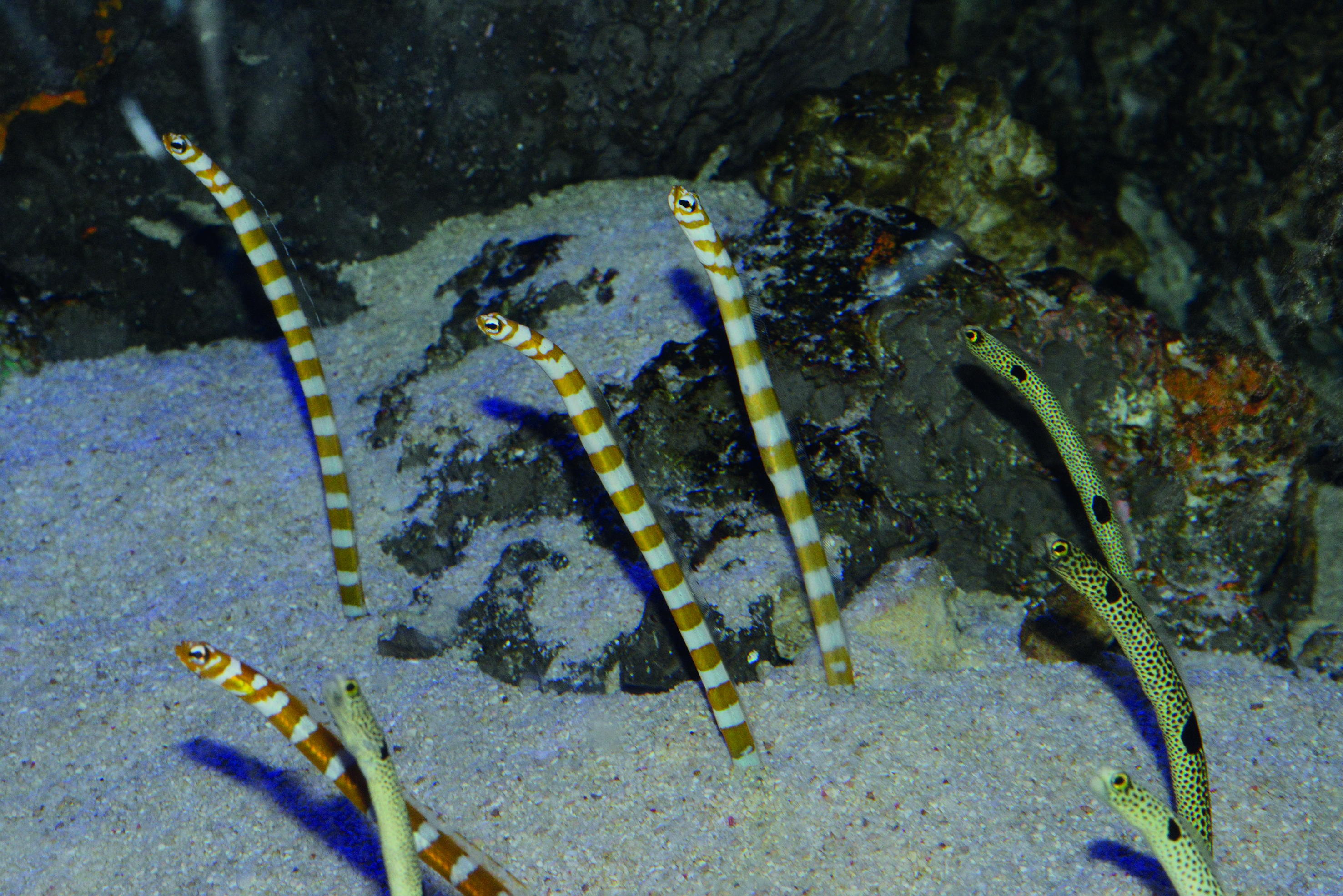 Existe t il des serpents marins aux Antilles La Science Simplement