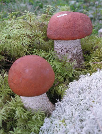 Biologie Des Champignons Forestiers Comestibles - La Science Simplement